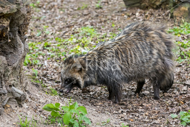 Raccoon Dog (Nyctereutes procyonoides)