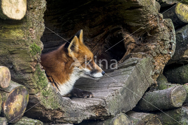 Fox (Vulpes vulpes)