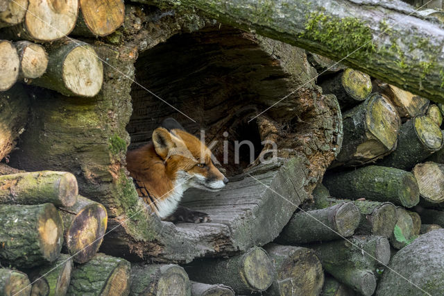 Vos (Vulpes vulpes)
