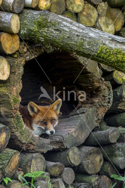 Fox (Vulpes vulpes)