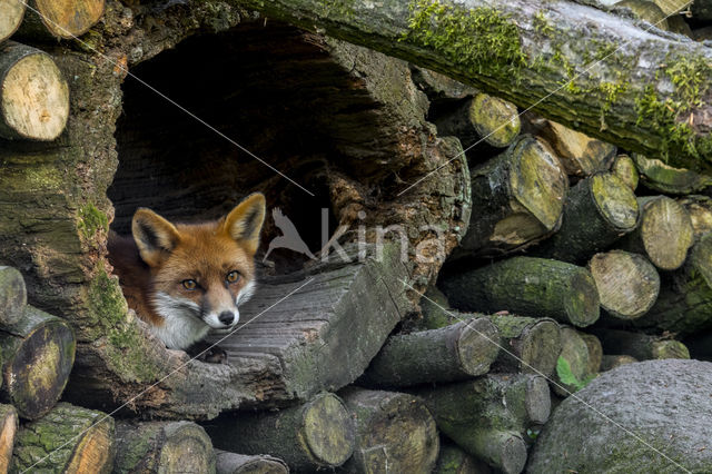 Fox (Vulpes vulpes)