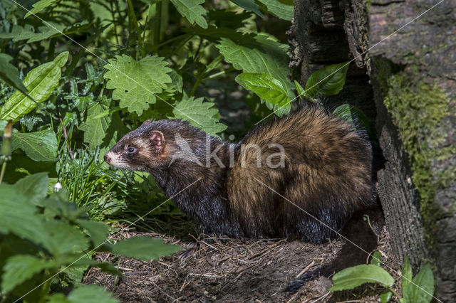 Bunzing (Mustela putorius)