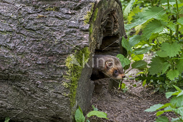 Polecat (Mustela putorius)