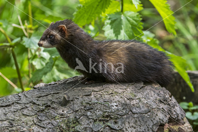 Polecat (Mustela putorius)