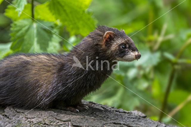 Polecat (Mustela putorius)