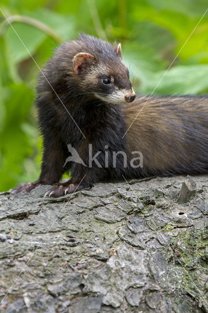 Polecat (Mustela putorius)