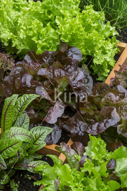 kitchen garden