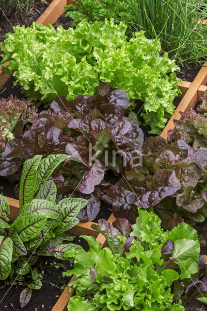 kitchen garden