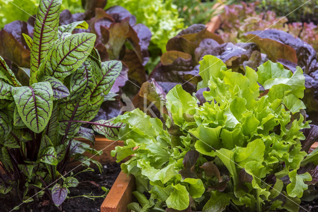 kitchen garden