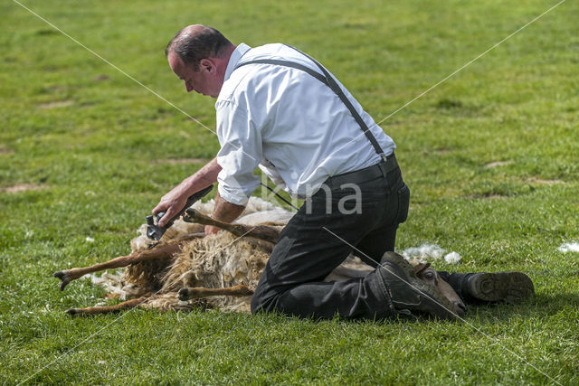 Sheep (Ovis domesticus)