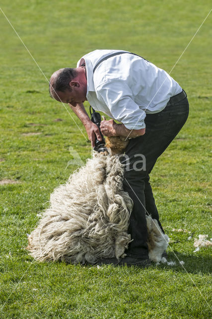 Schaap (Ovis domesticus)