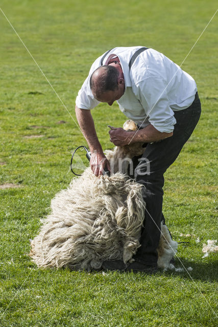 Schaap (Ovis domesticus)