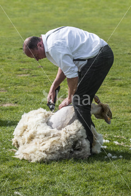 Schaap (Ovis domesticus)