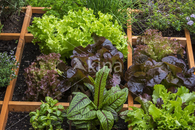 kitchen garden