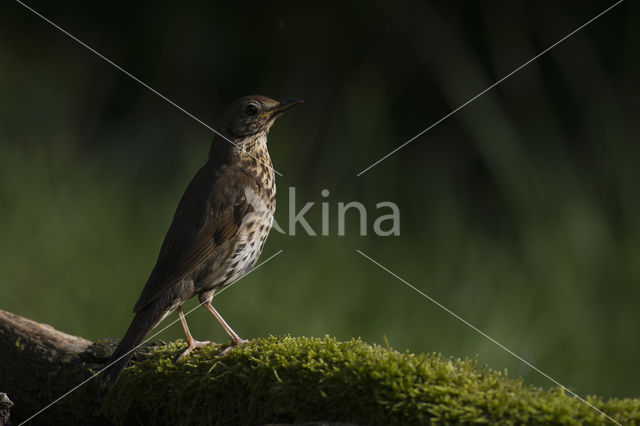 Zanglijster (Turdus philomelos)