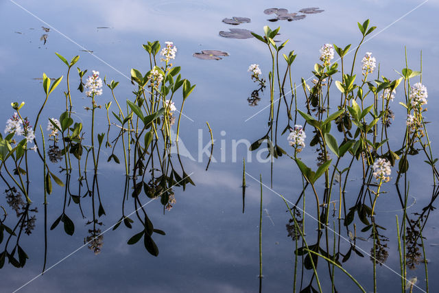 common buckbean (Menyanthes trifoliata)