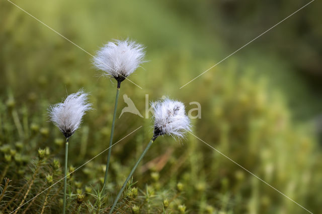 Common Cottongrass (Eriophorum angustifolium)