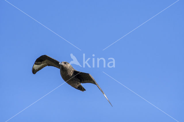 Grote Jager (Stercorarius skua)