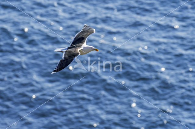 Lesser Black-backed Gull (Larus fuscus)