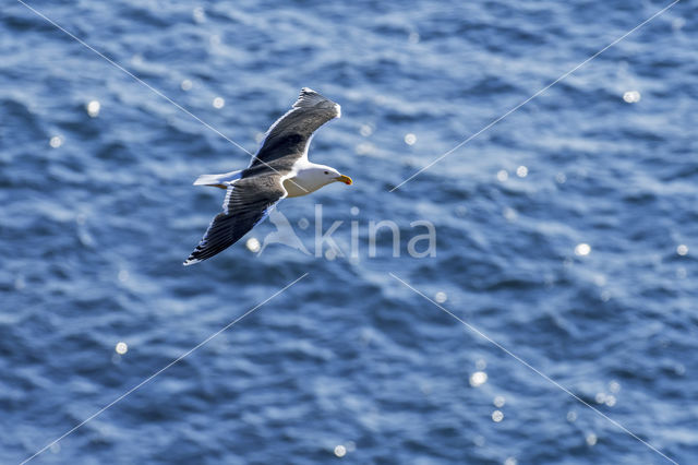 Kleine Mantelmeeuw (Larus fuscus)