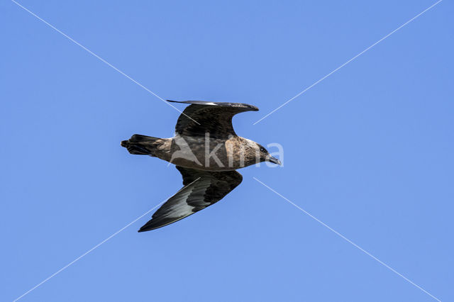 Grote Jager (Stercorarius skua)