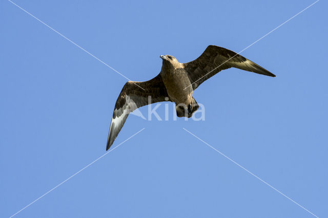 Grote Jager (Stercorarius skua)