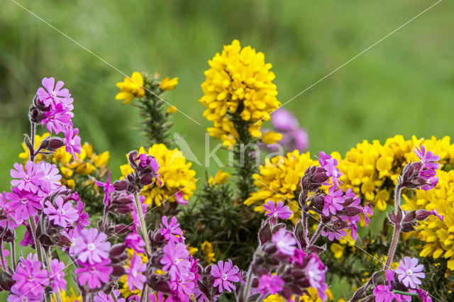 Dagkoekoeksbloem (Silene dioica)