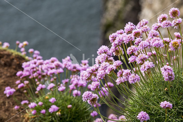 Thrift seapink (Armeria maritima)