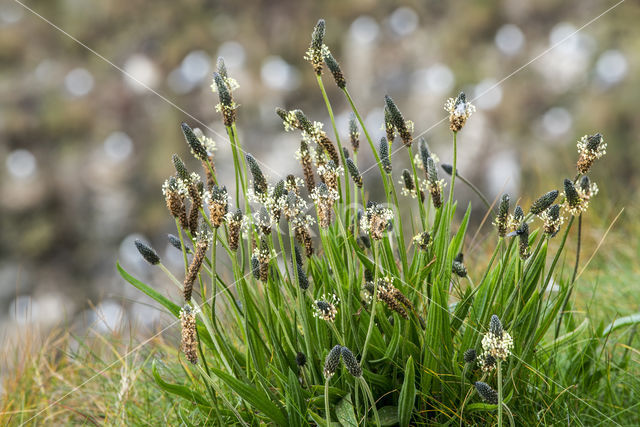 Smalle weegbree (Plantago lanceolata)