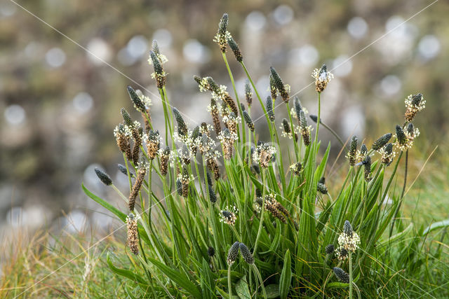 Ribwort Plantain (Plantago lanceolata)