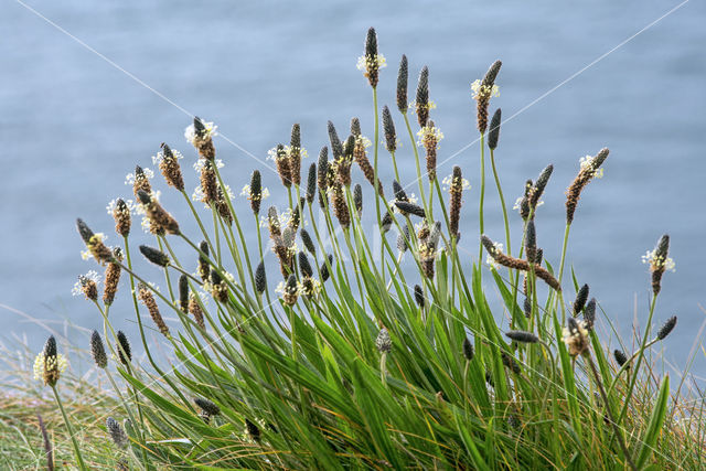 Smalle weegbree (Plantago lanceolata)