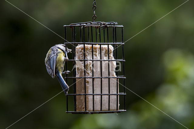 Blue Tit (Parus caeruleus)