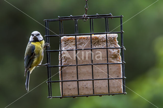 Blue Tit (Parus caeruleus)