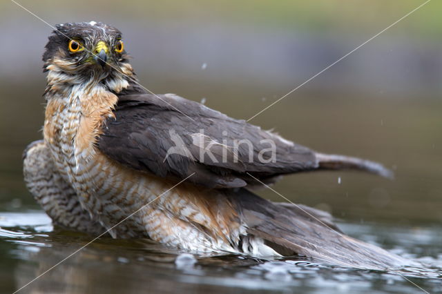 Sperwer (Accipiter nisus)