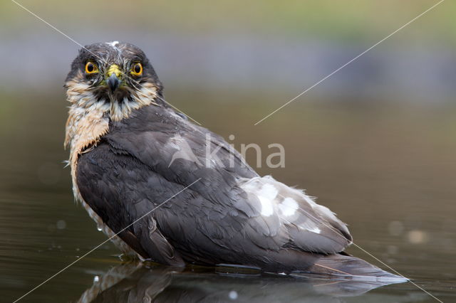Sparrow Hawk (Accipiter nisus)