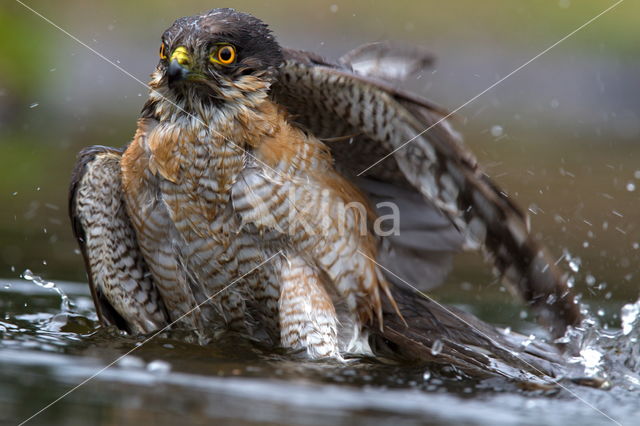 Sperwer (Accipiter nisus)