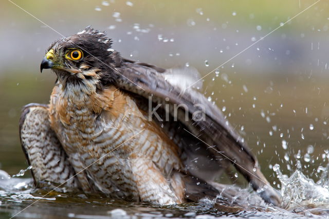 Sparrow Hawk (Accipiter nisus)