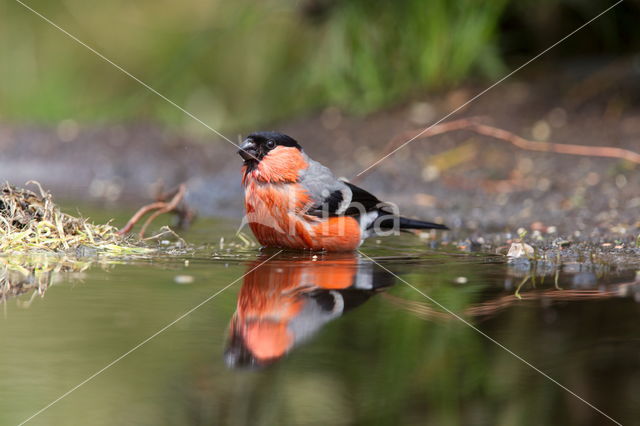 Eurasian Bullfinch (Pyrrhula pyrrhula)