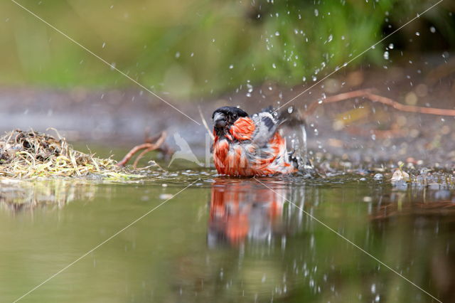 Eurasian Bullfinch (Pyrrhula pyrrhula)