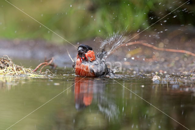 Eurasian Bullfinch (Pyrrhula pyrrhula)