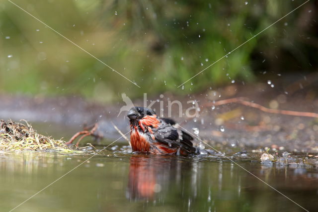 Eurasian Bullfinch (Pyrrhula pyrrhula)