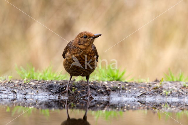 Eurasian Blackbird (Turdus merula)