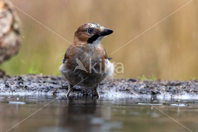 Vlaamse Gaai (Garrulus glandarius)