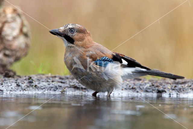 Vlaamse Gaai (Garrulus glandarius)