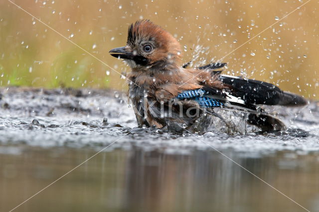 Vlaamse Gaai (Garrulus glandarius)