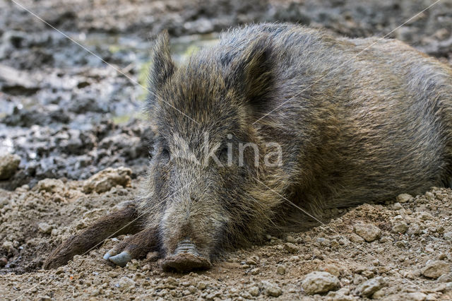 Wild Boar (Sus scrofa)