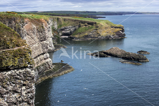 Black-legged Kittiwake (Rissa tridactyla)