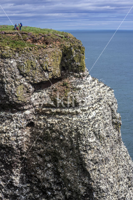 Black-legged Kittiwake (Rissa tridactyla)