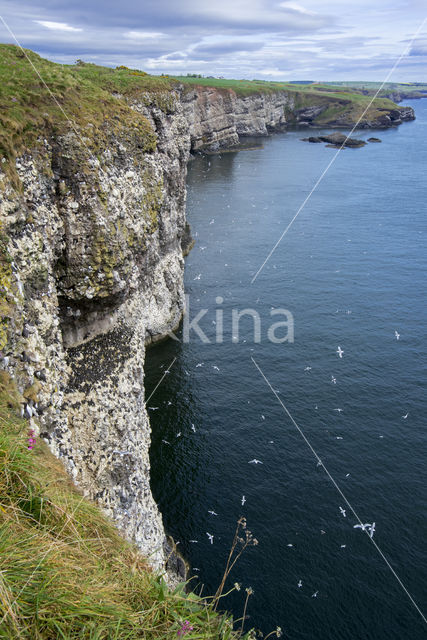 Black-legged Kittiwake (Rissa tridactyla)