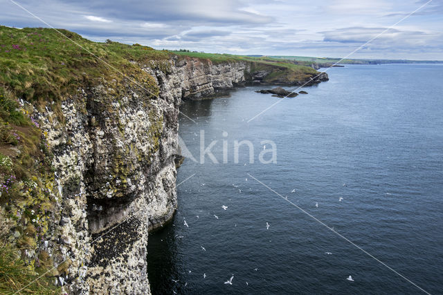 Black-legged Kittiwake (Rissa tridactyla)